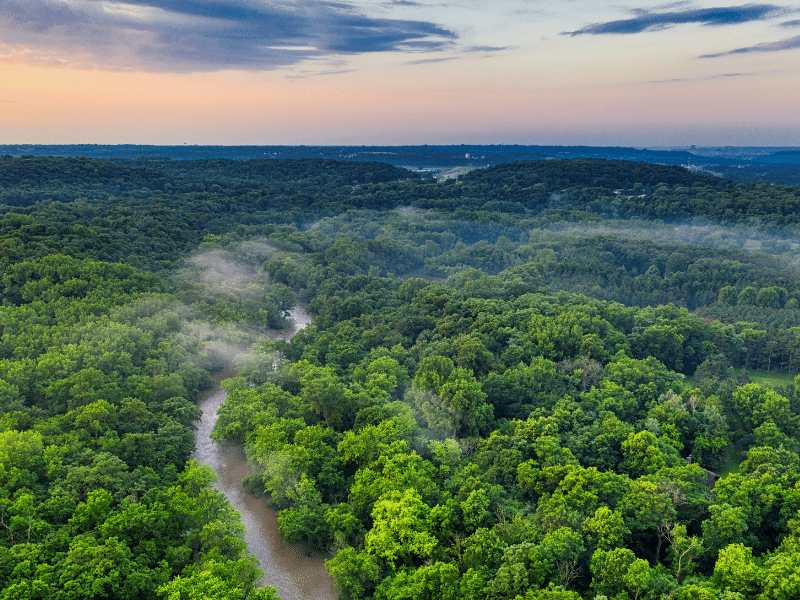 Amazonie, terre de l'hévéa arbre dont est extrait la matière pour fabriquer les oreillers en latex